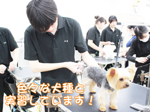 学校のモデル犬を１年生がトリミング！